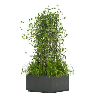 现代植物盆栽滕蔓